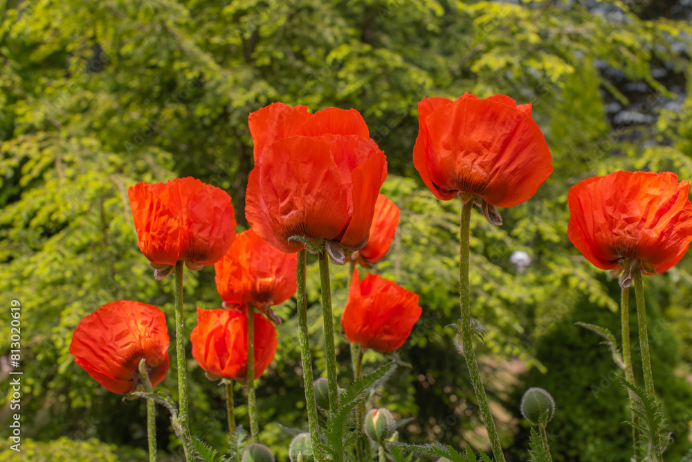 Blooming garden poppies on a green background of trees