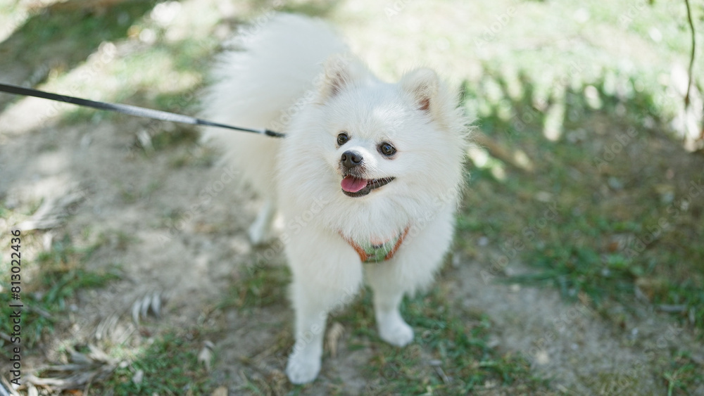 A small, fluffy white pomeranian dog looking at the camera while out on a walk with a leash in a park setting. A small, fluffy white pomeranian dog looking at the camera while out on a walk with a leash in a park setting.