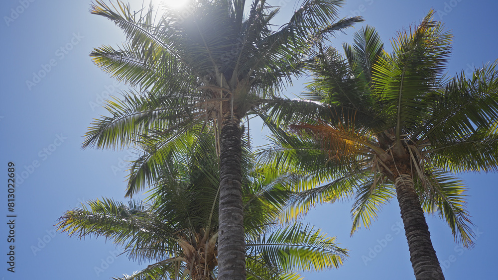 Low angle view of sunlit palm trees against a clear blue sky, evoking tropical tranquility. Low angle view of sunlit palm trees against a clear blue sky, evoking tropical tranquility.