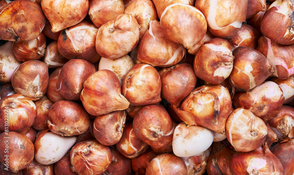 Close-up of fresh, organic tulip bulbs displayed for sale at a gardening market. Close-up of fresh, organic tulip bulbs displayed for sale at a gardening market.