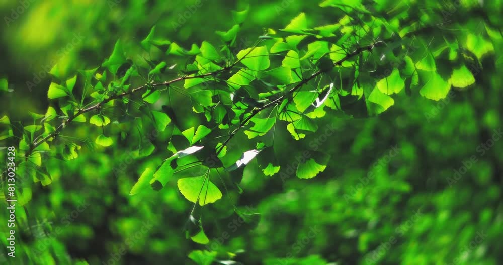 Ginkgo leaves in summer
Ginkgo leaves in summer