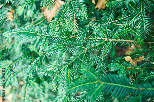 Close-up of vibrant green coniferous tree branches with scattered dry leaves, symbolizing nature's cycle. photo