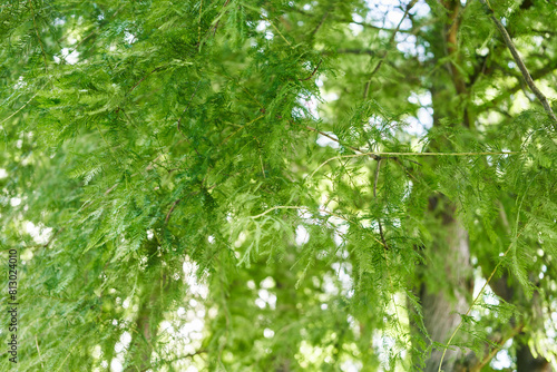 Lush green foliage of a cypress tree in soft daylight, depicting tranquility and the beauty of nature. © Krakenimages.com