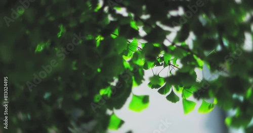 Ginkgo leaves in summer
