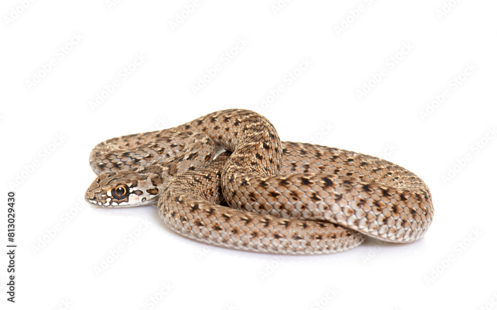 Naklejka premium Montpellier snake in studio