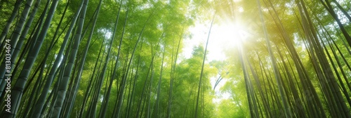 Tranquil bamboo forest with tall  swaying bamboo stalks