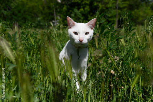White cat on leash walks in green grass outdoors.