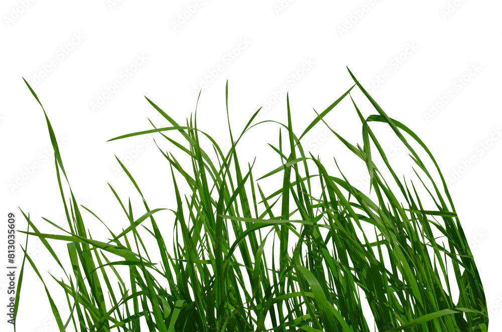 Obraz premium Green grass isolated on white background Floral leaves nature Young leaves of field Grass Spring time Young bush of grass greens Copy space