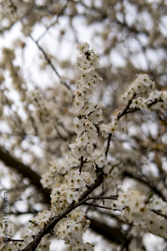 Small white flowers of Mirabelle plum Small white flowers of Mirabelle plum
