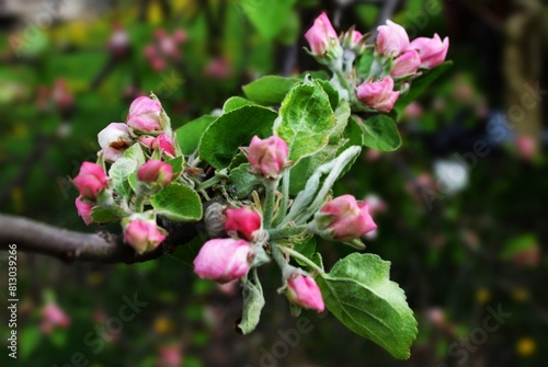 pink and white flowers