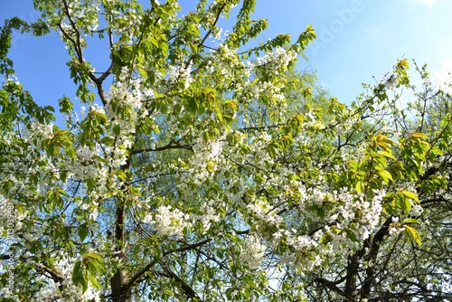 white flowers in the garden 