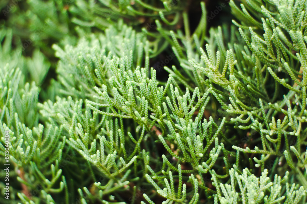 Obraz premium Casuarinaceae leaf pattern