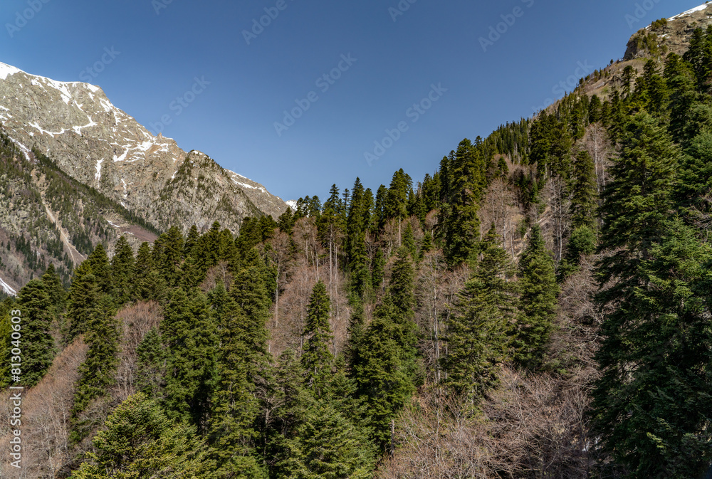 Obraz premium landscape with trees and mountains