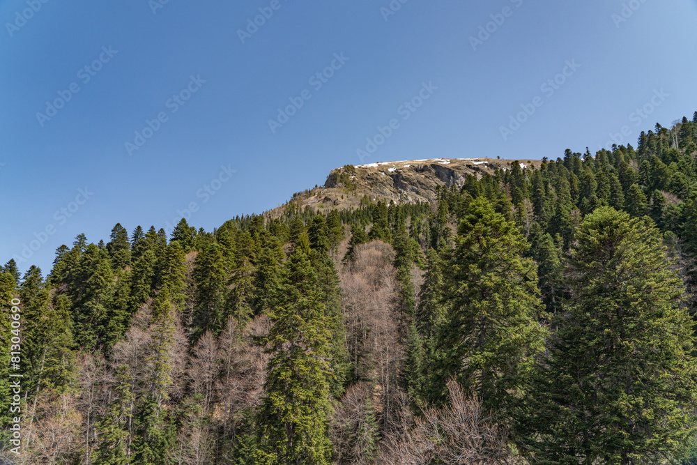 landscape with trees and mountains landscape with trees and mountains
