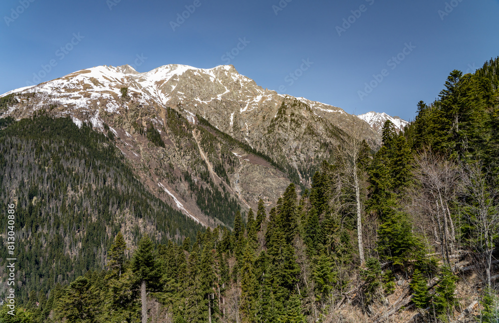 Obraz premium landscape with trees and mountains
