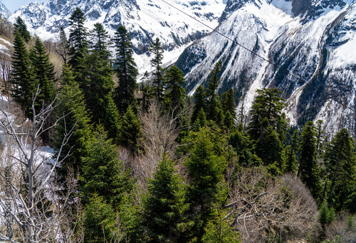 landscape with trees and mountains