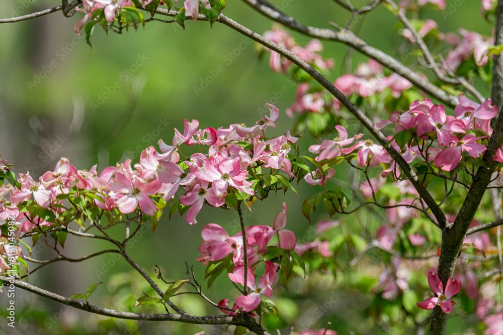 pink and white flowers