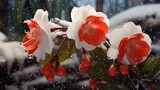 Scarlet begonias contrasting elegantly with a snowy white setting