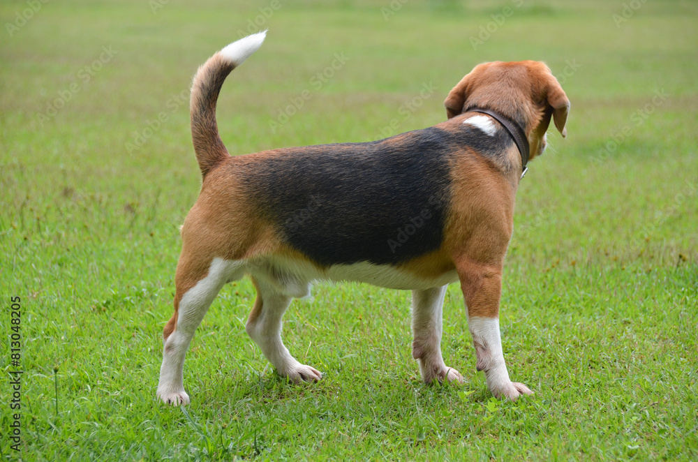 Beagle dog walking, playing and running outdoors in the park on a summer day. Pet Beagle dog walking, playing and running outdoors in the park on a summer day. Pet