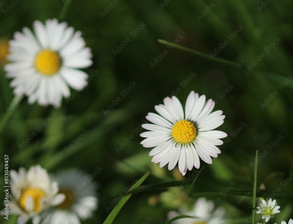 Daisy Blooming flowers on the sunny day in Poland Daisy Blooming flowers on the sunny day in Poland