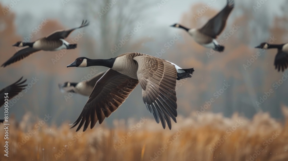 Canadian Goose in flight over Marshes, bird migration Canadian Goose in flight over Marshes, bird migration