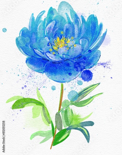 watercolor illustration of a flower. Big blue peony.  © Olesia La