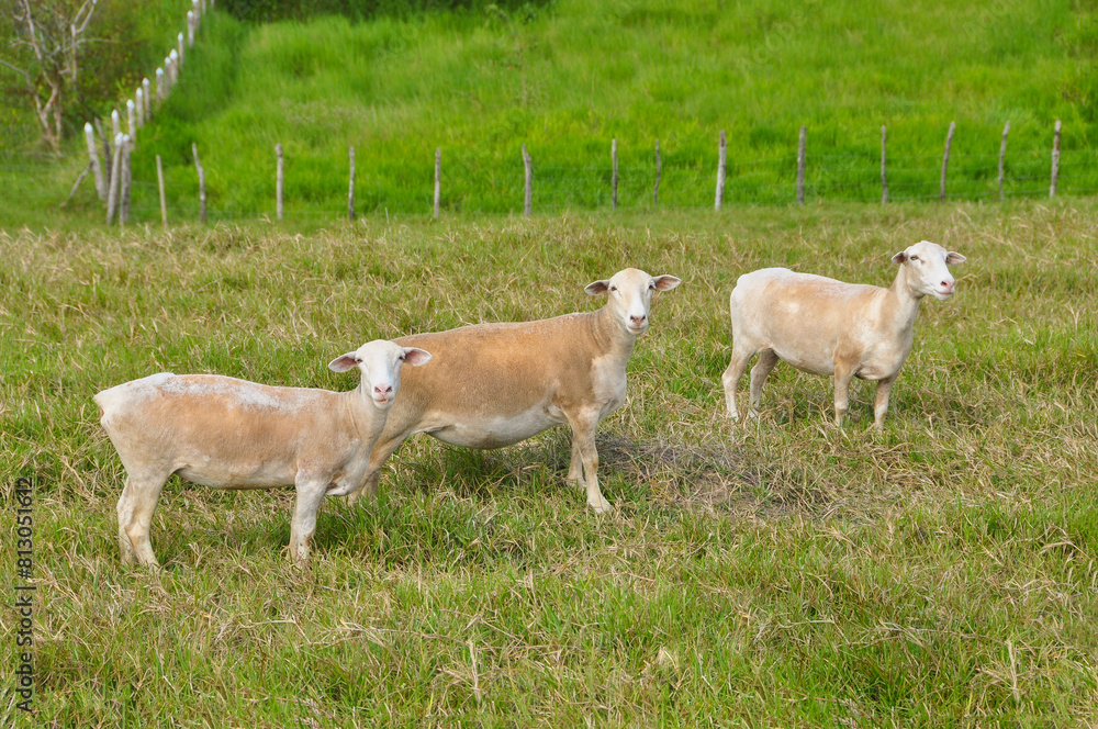 A group of great white dorper Sheep grazing on the farm's green pastures A group of great white dorper Sheep grazing on the farm's green pastures