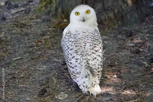 
The Snowy Owl (Bubo scandiacus) is a large owl of the typical owl family Strigidae. Bird Park, Walsrode, Germany.
 photo