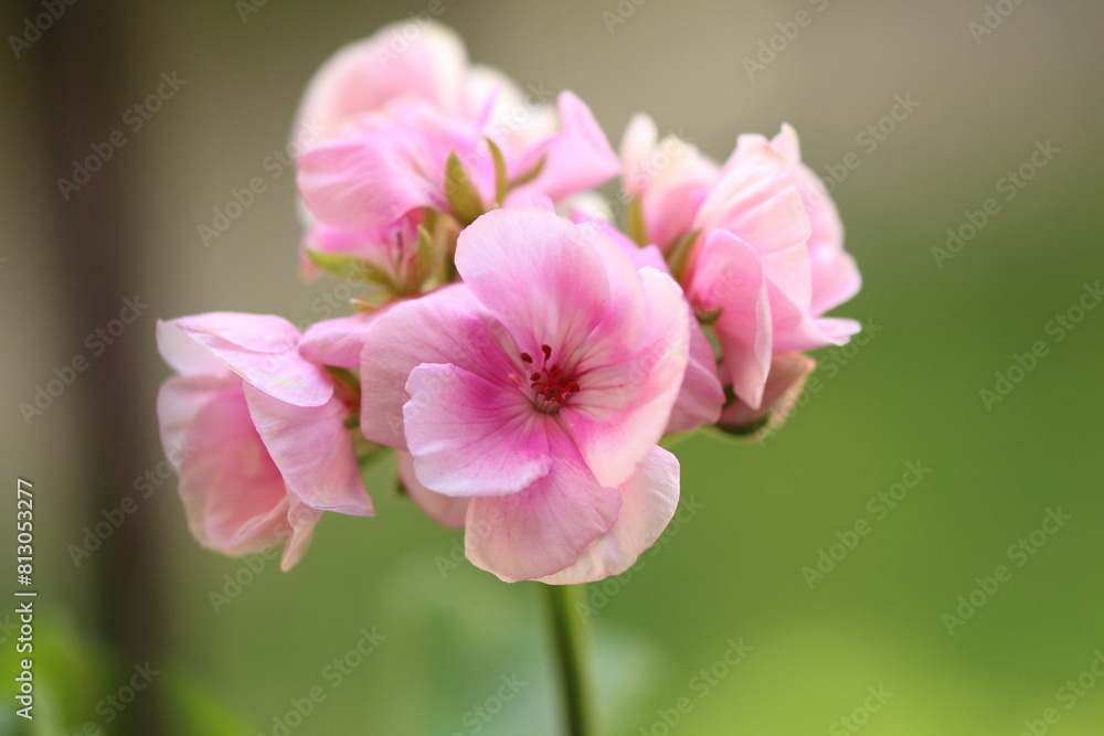 Blooming flowers on the sunny day in Poland Blooming flowers on the sunny day in Poland
