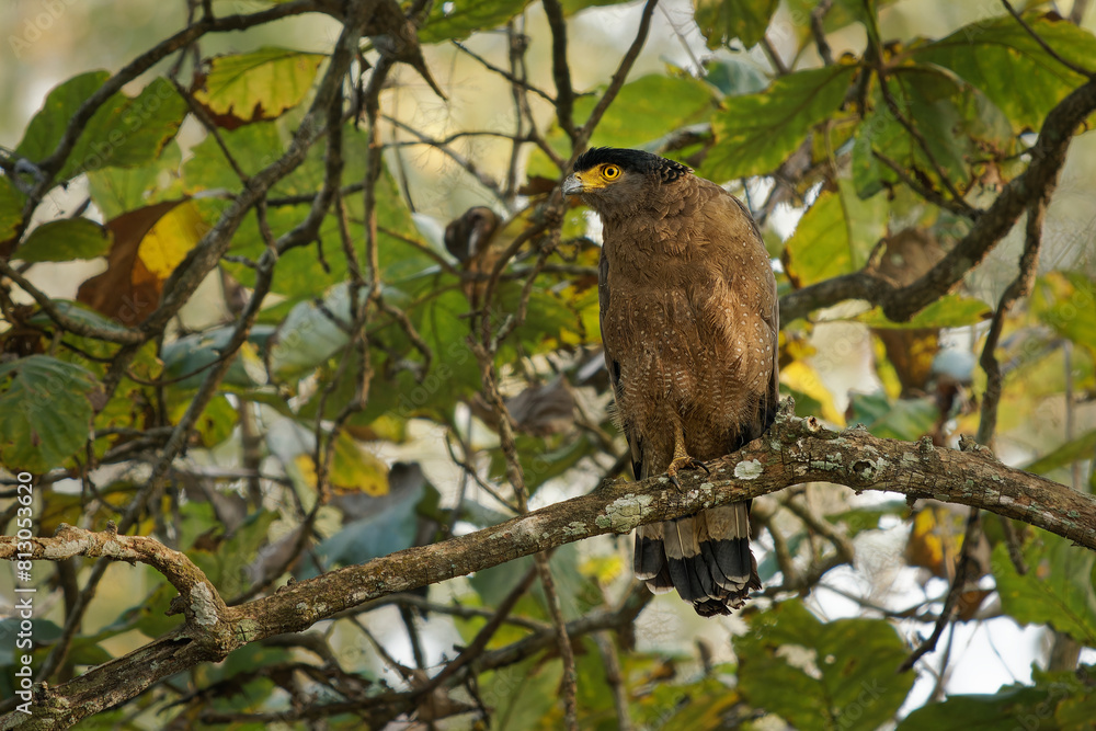 Crested serpent eagle - Spilornis cheela is medium-sized bird of prey found in forested habitats across tropical Asia, brown bird woth the crest on the tree in the Indian jungle Crested serpent eagle - Spilornis cheela is medium-sized bird of prey found in forested habitats across tropical Asia, brown bird woth the crest on the tree in the Indian jungle
