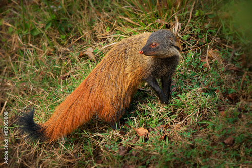 Stripe-necked Mongoose - Urva vitticolla fast ground mammal native to forests and shrublands from southern India to Sri Lanka, rusty brown to grizzled grey fur, long thick tail with black end