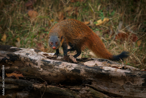 Stripe-necked Mongoose - Urva vitticolla fast ground mammal native to forests and shrublands from southern India to Sri Lanka, rusty brown to grizzled grey fur, long thick tail with black end photo