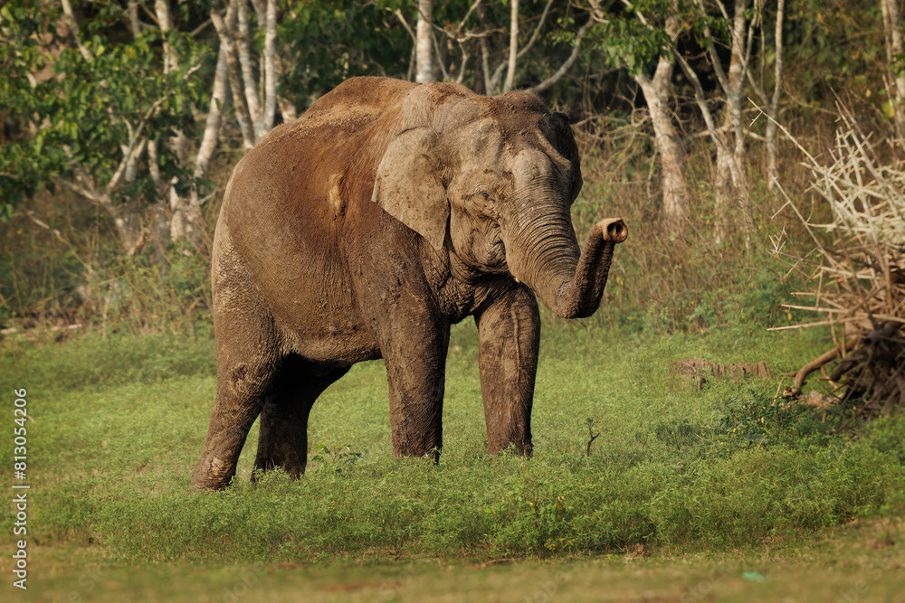 Asian Elephant - Elephas maximus in the indian forest, also called Asiatic elephant, only living species of the Elephas, distributed from India, to Nepal, to Sumatra and to Borneo in the east
