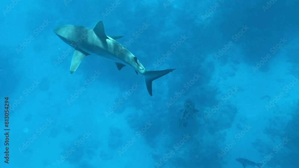 Sharks in clear waters Sharks in clear waters