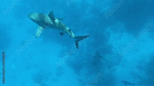 Wallpaper Mural Sharks in clear waters Torontodigital.ca