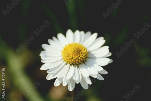 daisy flower closeup