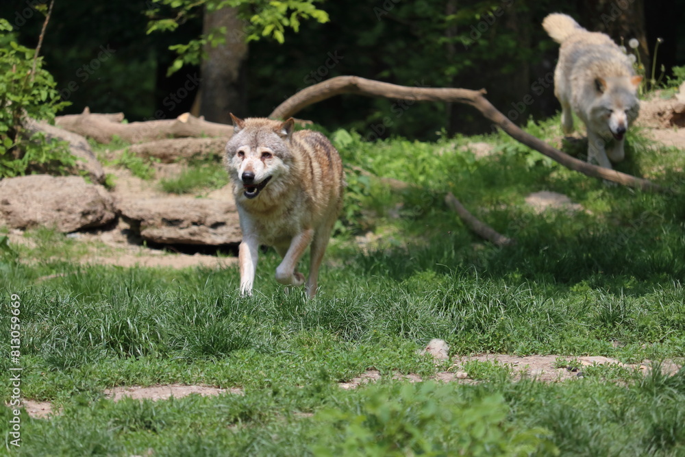 Canadian wolf group in wildpark in Bad Mergentheim in germany.