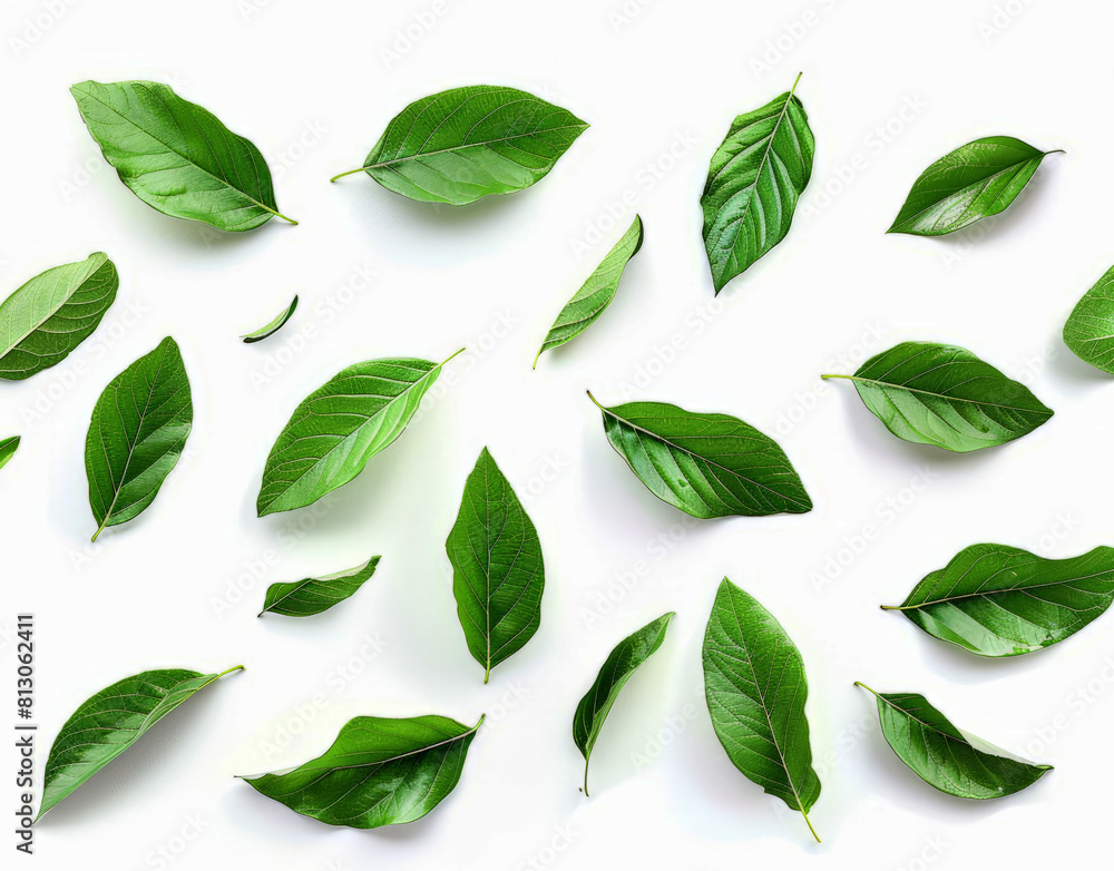 Falling green leaves isolated on white background, Falling green leaves isolated on white background,