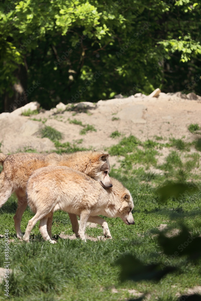 Canadian wolf group in wildpark in Bad Mergentheim in germany. Canadian wolf group in wildpark in Bad Mergentheim in germany.