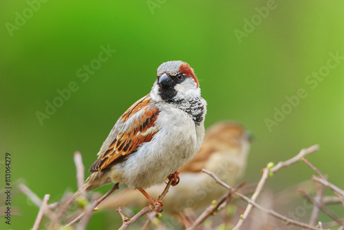 closeup of a House sparrow standing on a tree...