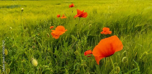 six bright red wild poppy flowers against a background of a green wheat field on a sunny day in early May