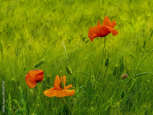 three bright red wild poppy flowers against a background of a green wheat field on a sunny day in early May