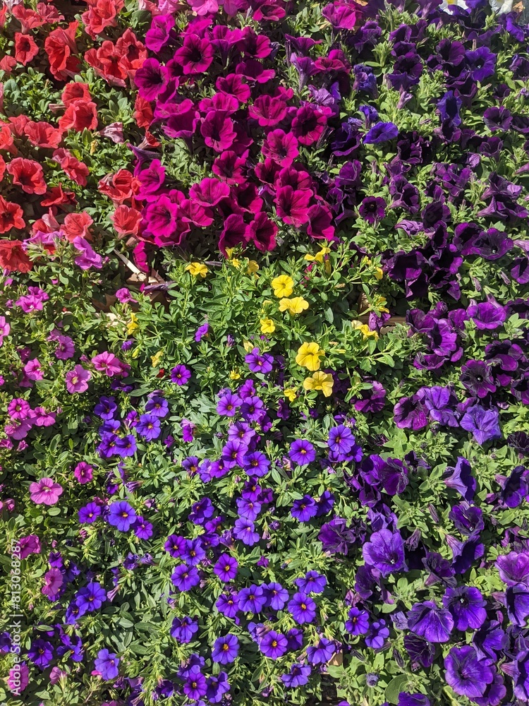 Colorful assortment of fresh flowers at an outdoor market on a sunny day