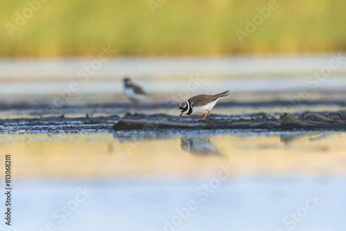 Common ringed plover or ringed plover (Charadrius hiaticula) in the wetlands in summer.	 photo