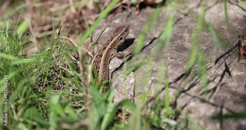 Zauneidechse im Garten