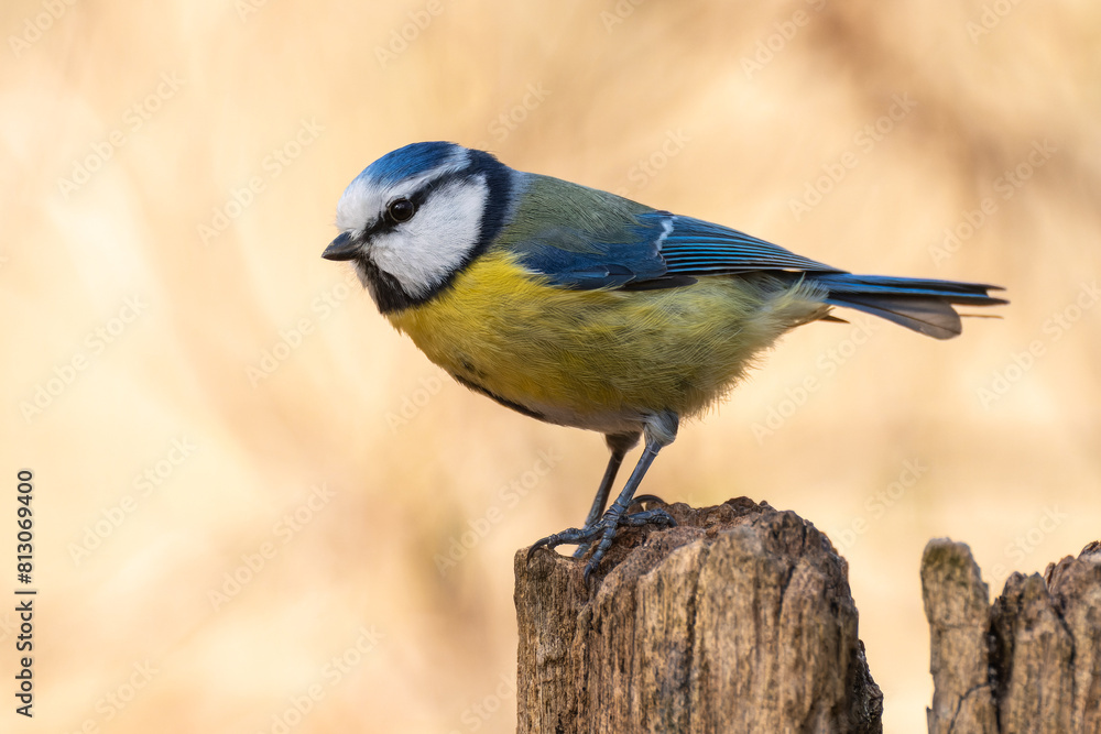 Fototapeta premium Blaumeise