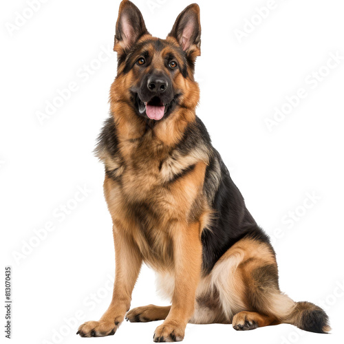 German Shepherd  isolated on white background  perfect for PNG diecut