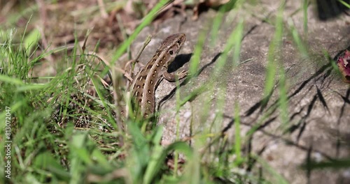Zauneidechse im Garten