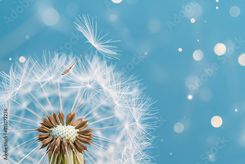 dandelion on blue background  A close-up of a dandelion against a vibrant blue background captures the essence of nature s beauty