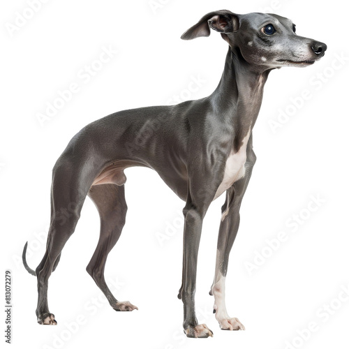 Italian Greyhound, isolated on white background, perfect for PNG diecut